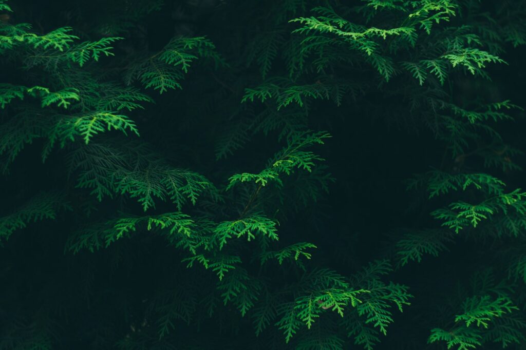 close up of deep green cedar boughs in a dark forest.