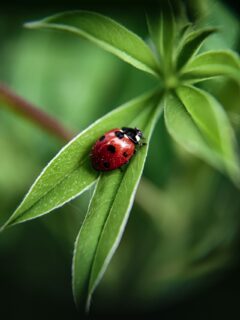 close up of a bright red ladybug on a green leaf.