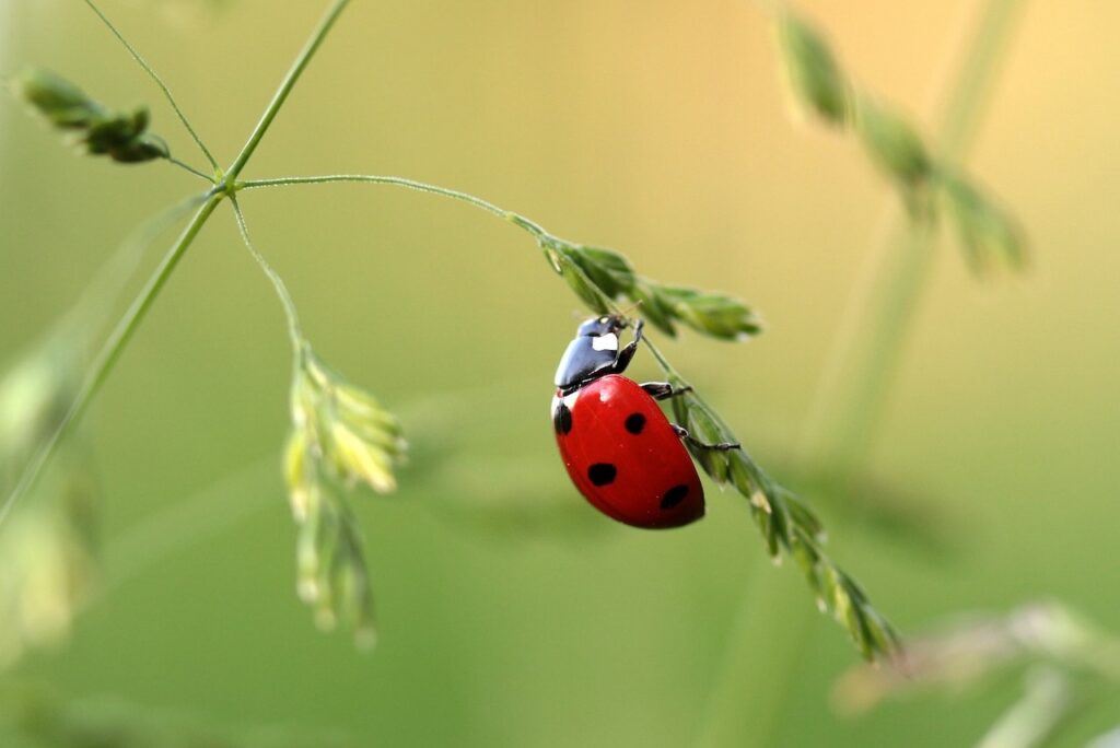 close up of a red and black ladybug hanging from a tiny green plant.
