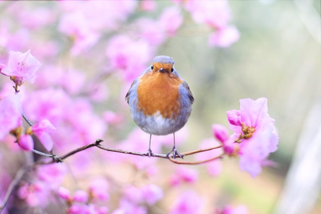 a blue and orange bird perched on a flowering tree branch.