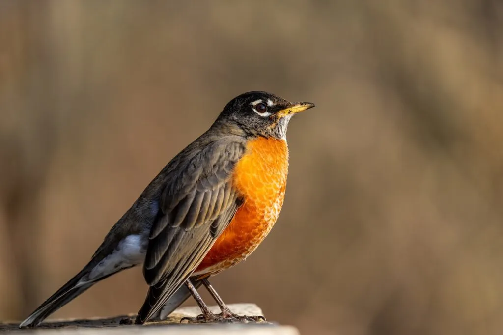 close up of a robin with bright orange chest.