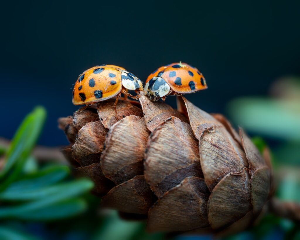 close up of a two ladybugs on a pinecone.