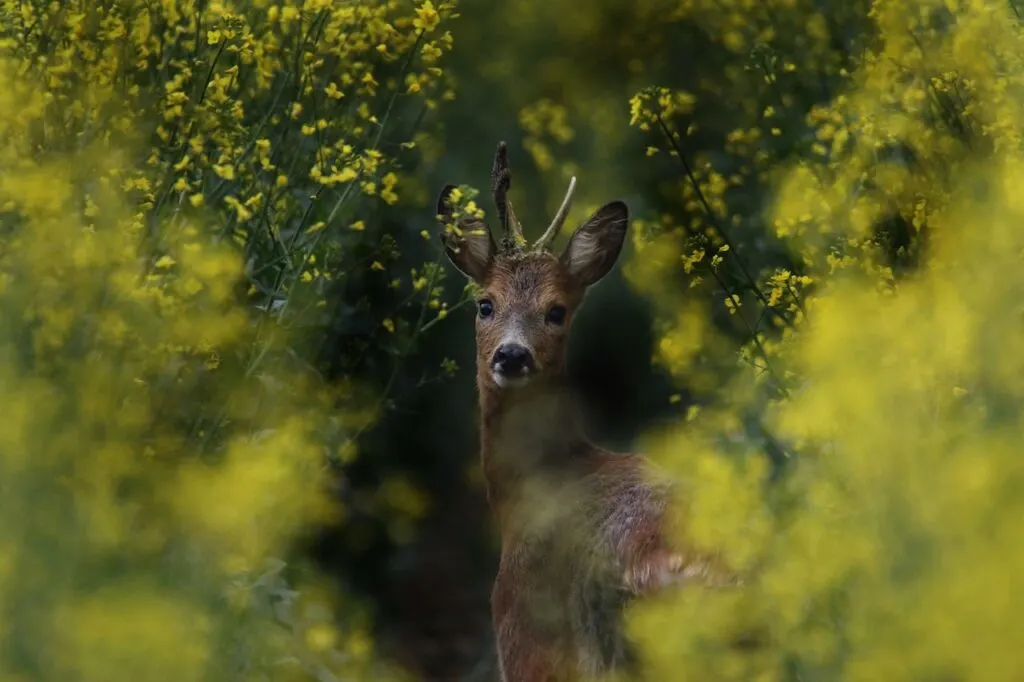 a deer with small antlers peering through branches with bright yellow flowers.
