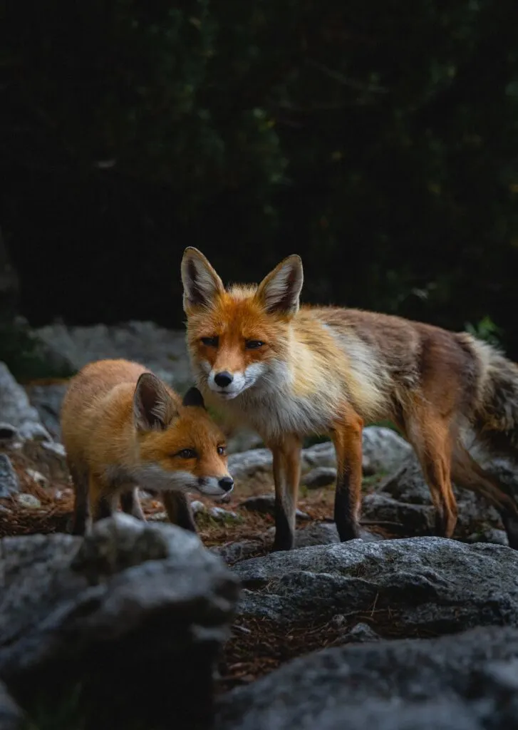 two red foxes standing on rocks.