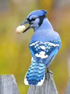 Blue and white bird on brown wooden branch