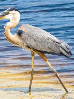 A great blue heron on a body of water